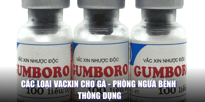 Các loại vacxin cho gà