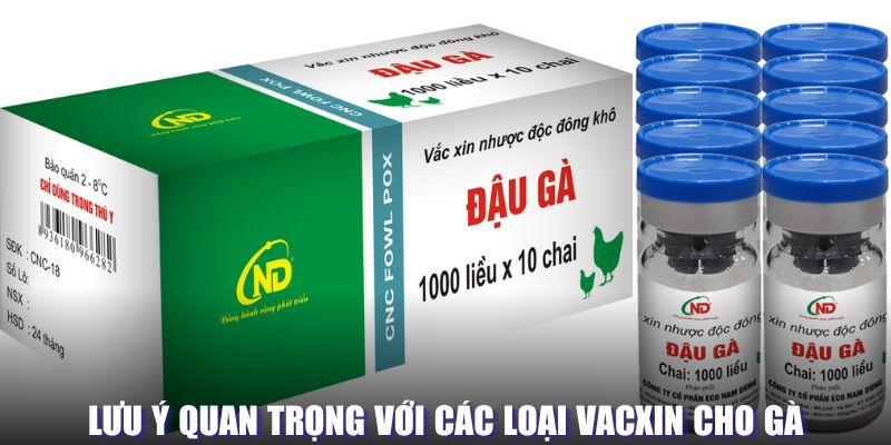 Lưu ý quan trọng khi dùng vacxin cho gà