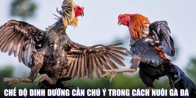 Chế độ dinh dưỡng trong cách nuôi gà đá