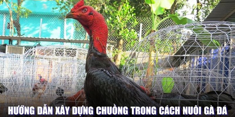 Hướng dẫn xây dựng chuồng nuôi gà đá