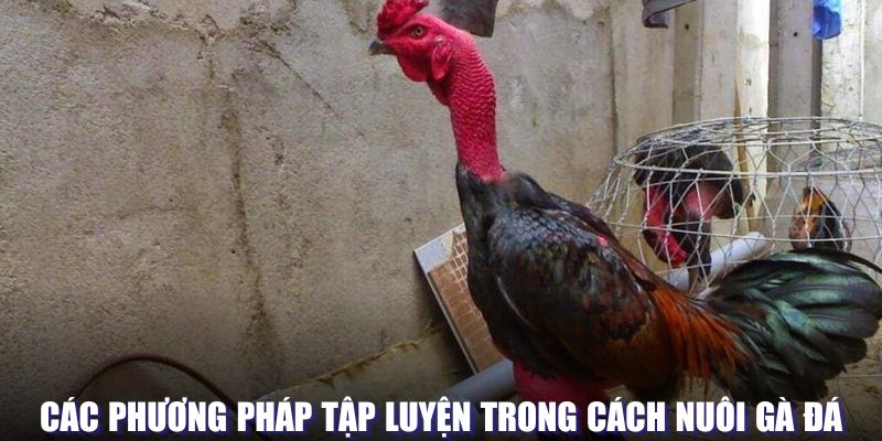 Phương pháp tập luyện cho gà đá