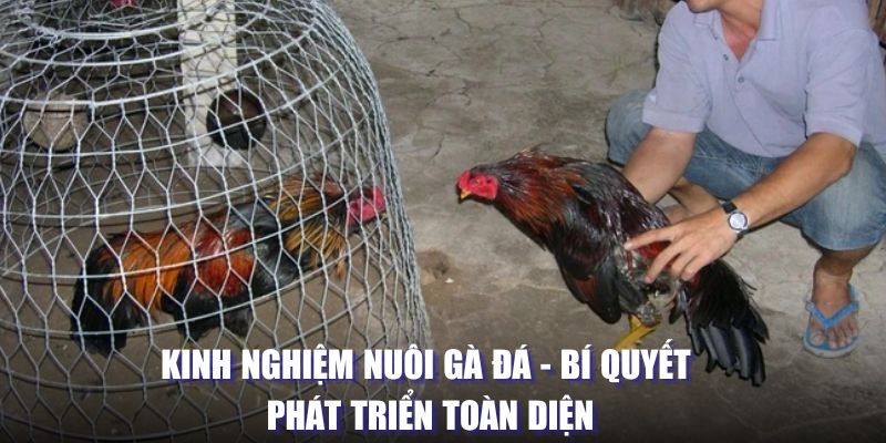 Kinh nghiệm nuôi gà đá