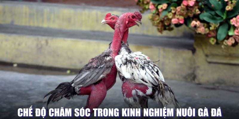 Chế độ chăm sóc gà đá