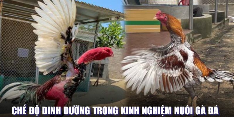 Chế độ dinh dưỡng trong kinh nghiệm nuôi gà đá