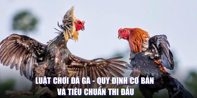 Luật chơi đá gà