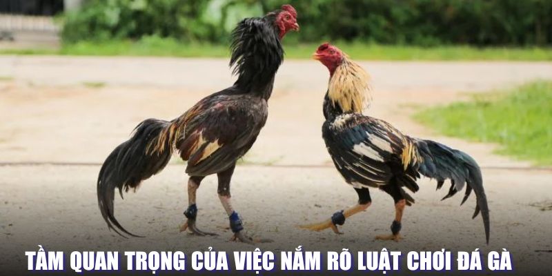 Tầm quan trọng của quy định trong đá gà